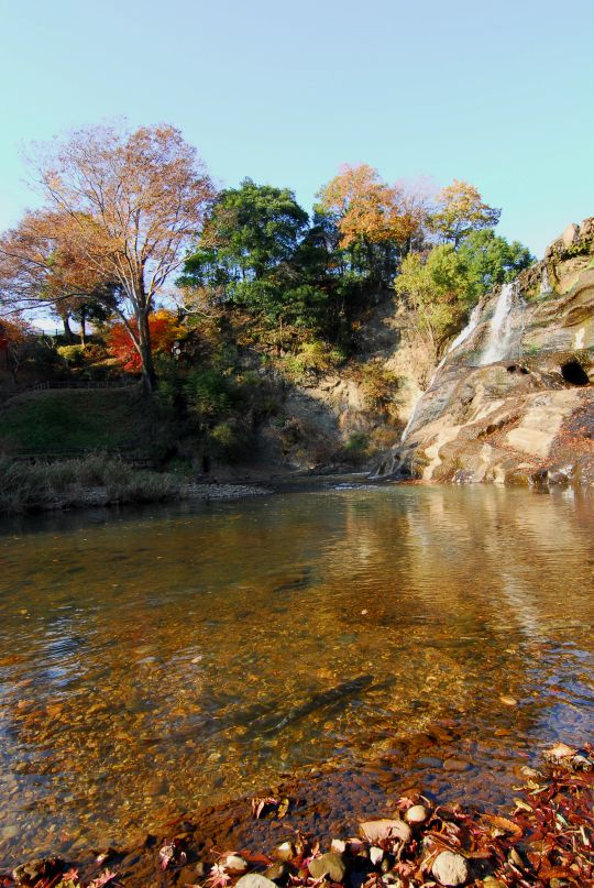 龍門の滝・サケ1