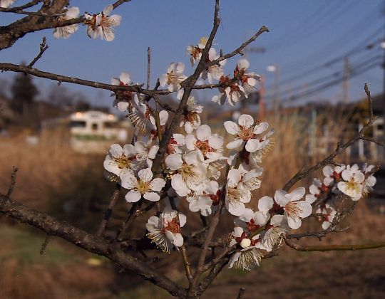 梅花1
