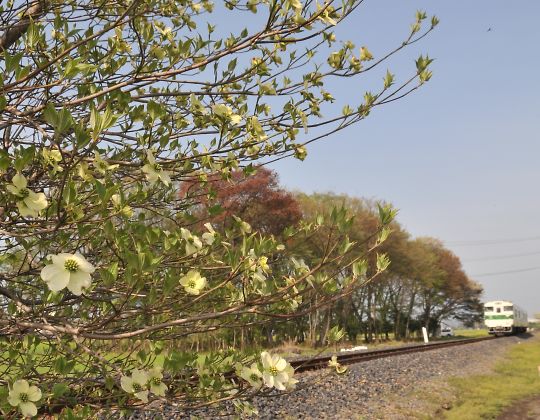 花水木