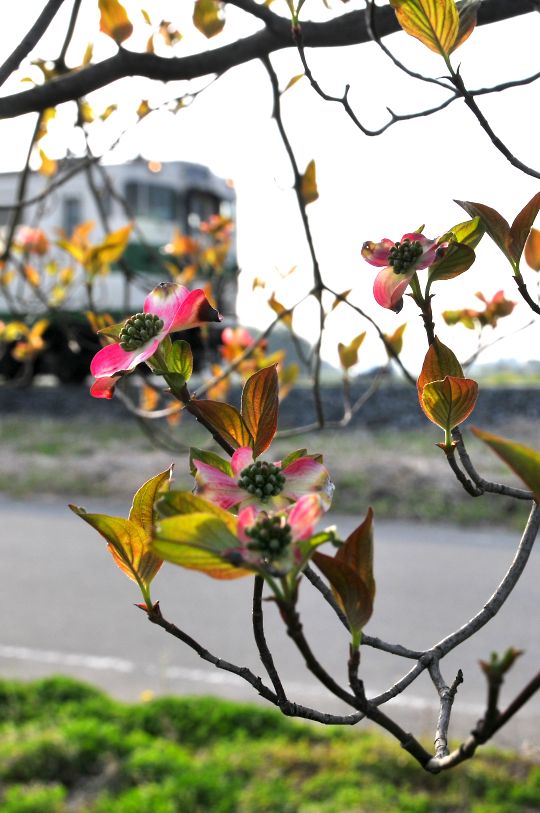 花水木