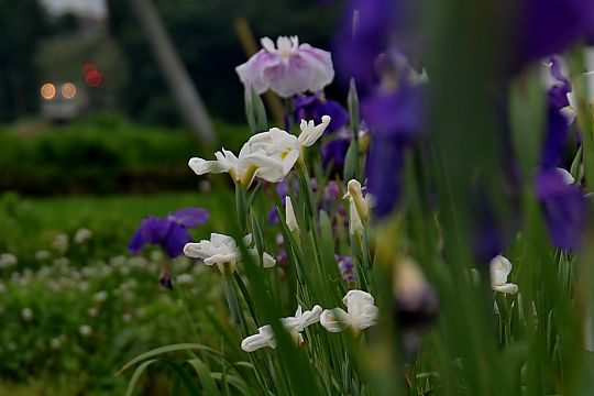 花菖蒲
