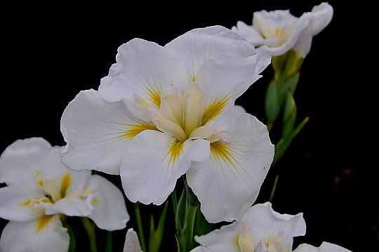 花菖蒲