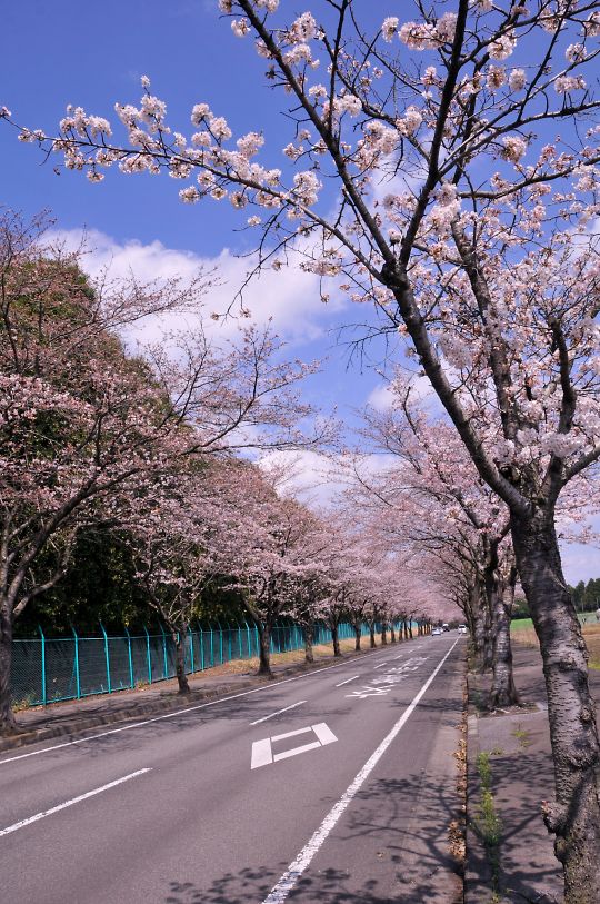 ホンダ