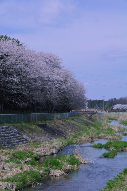キリンの桜