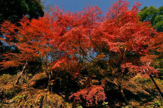 滝の紅葉