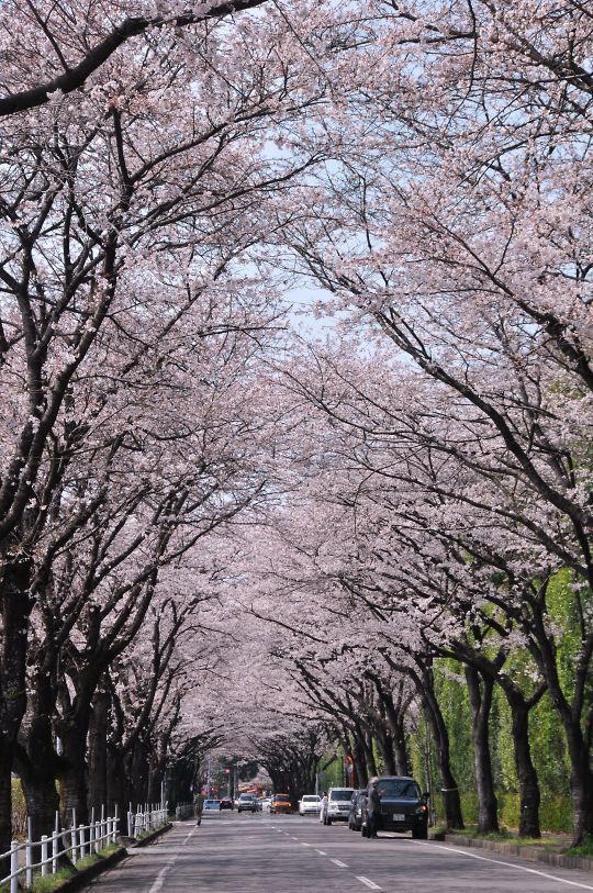 ホンダの桜