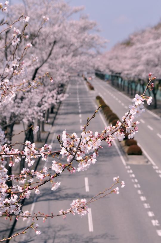 ホンダの桜