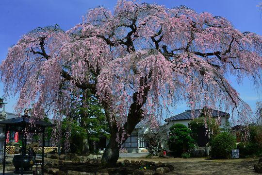 浄蓮寺の桜