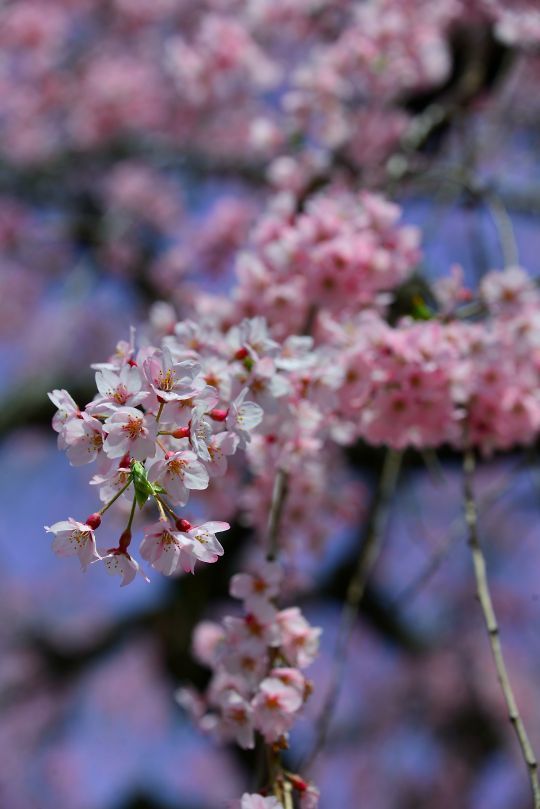 浄蓮寺の桜