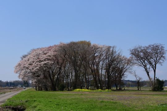 ヤマザクラ