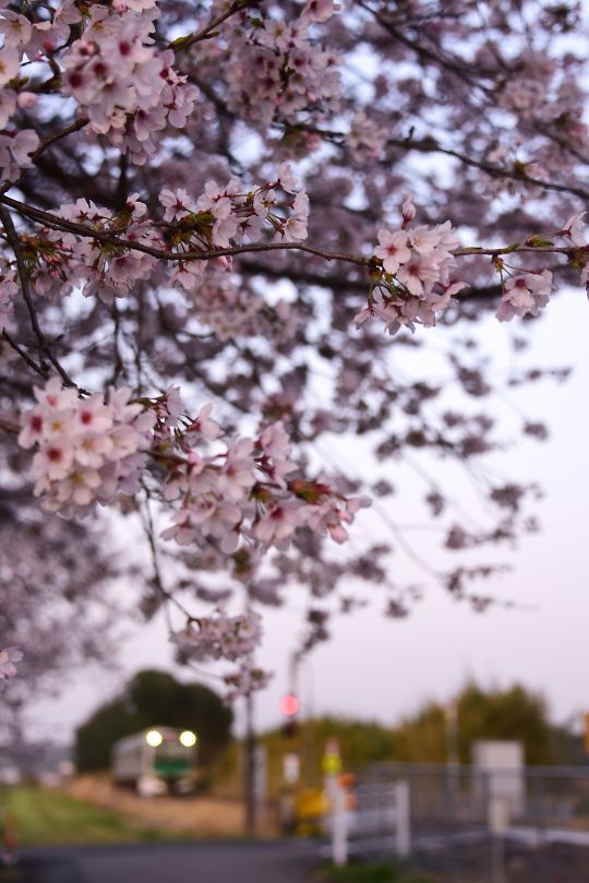 下野花岡駅の桜