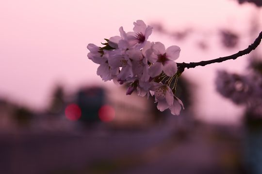 下野花岡駅の桜