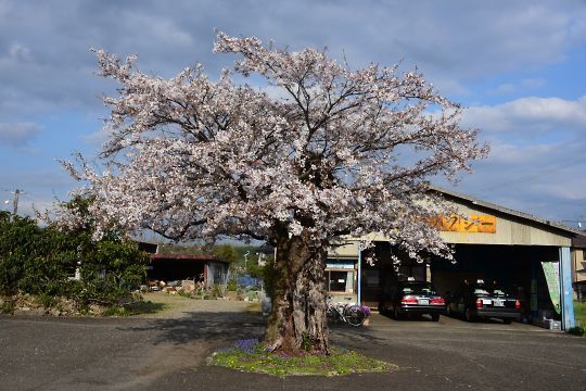 仁井田の桜