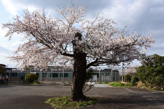 仁井田の桜
