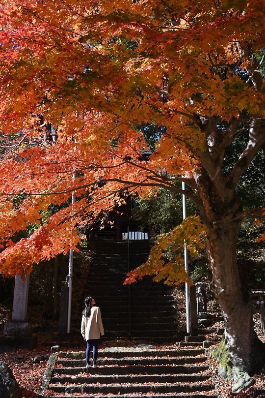 太平寺の紅葉