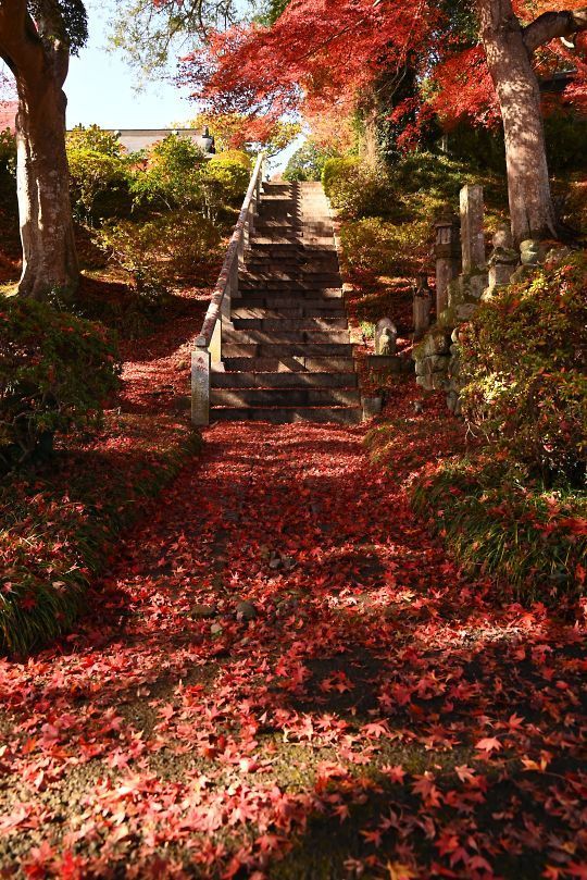 泉渓寺の紅葉