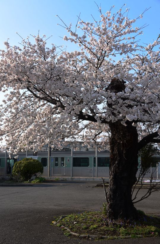 仁井田駅の桜