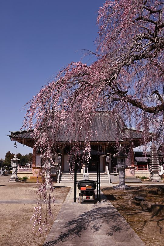 浄蓮寺の枝垂れ桜