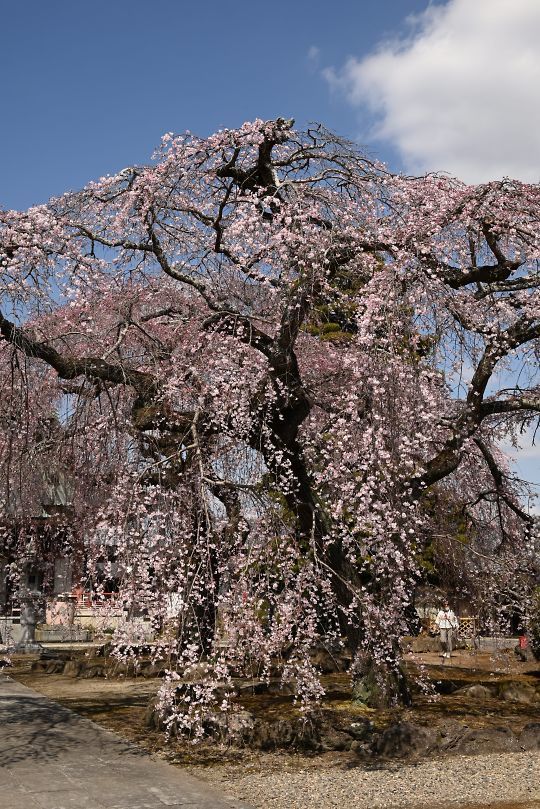 浄蓮寺の枝垂れ桜
