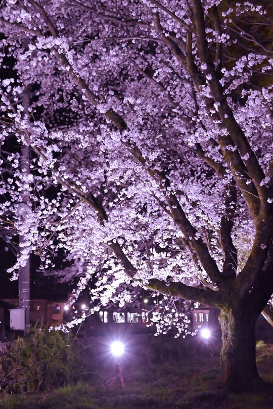 宝積寺駅の桜