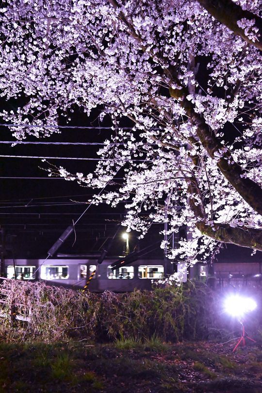 宝積寺駅の桜