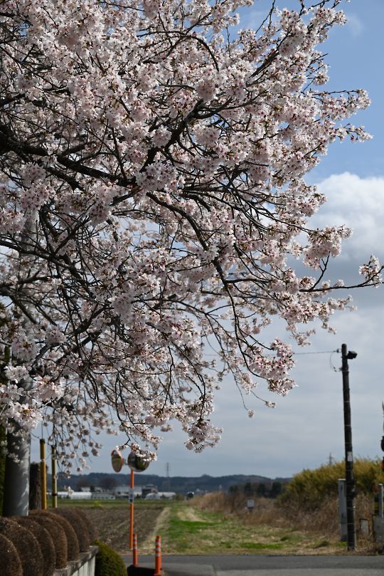 地蔵寺の桜