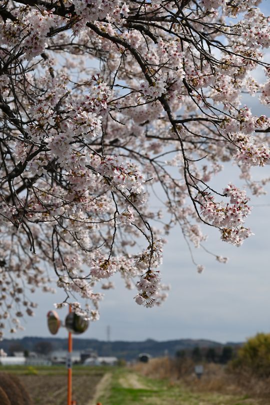 地蔵寺の桜