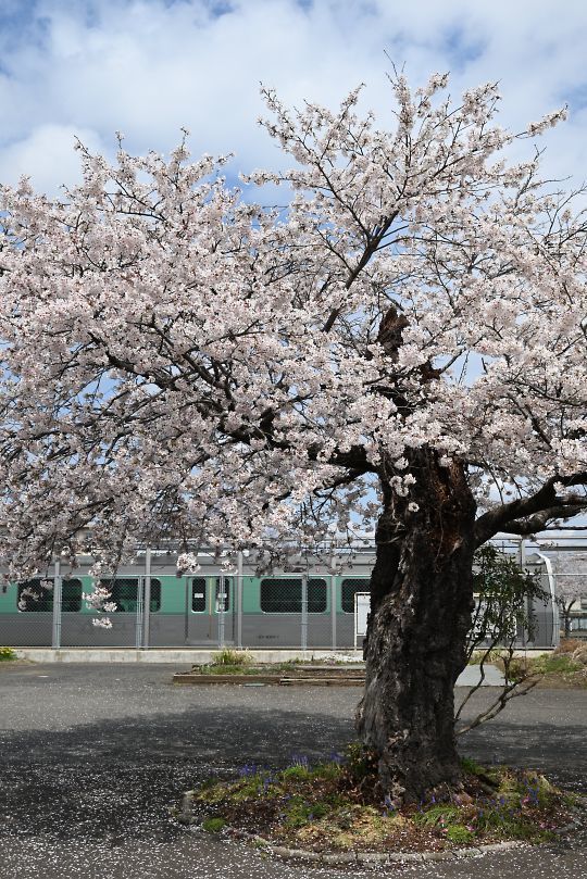 仁井田駅前の桜