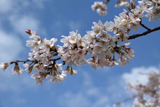 仁井田駅前の桜