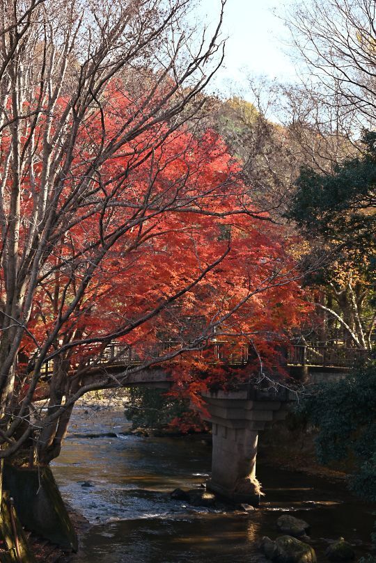 蛇姫橋の紅葉